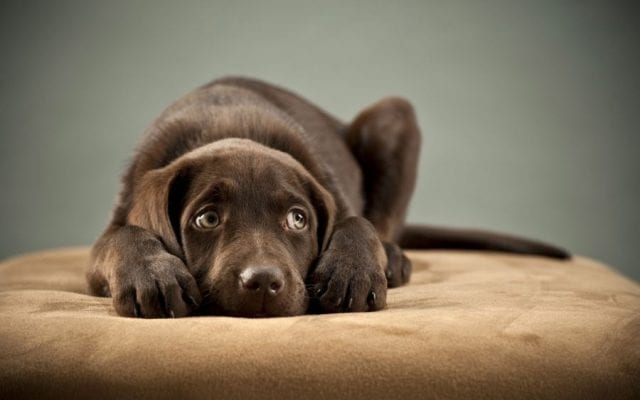 Кинофобия - боязнь собак - причины, симптомы и лечение.