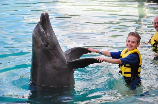 Зоотерапия с дельфином